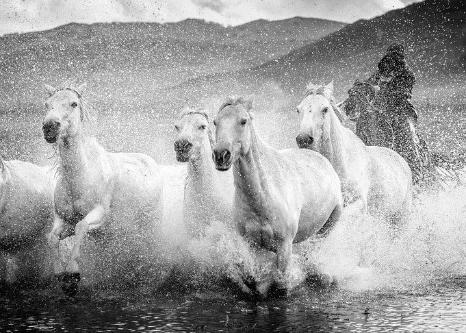 Gallop