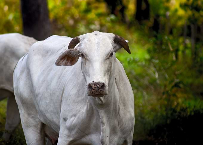 white beef