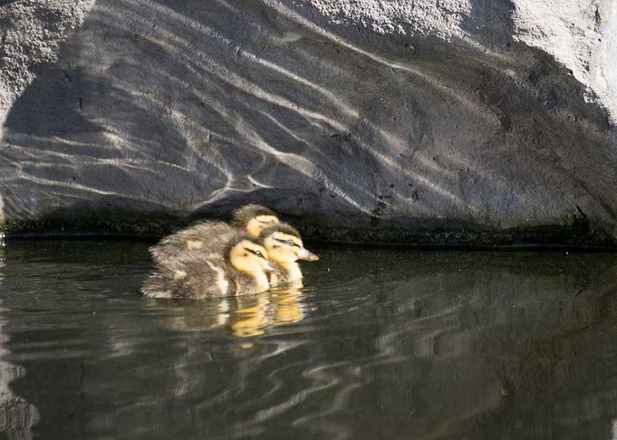 3 Ducklings