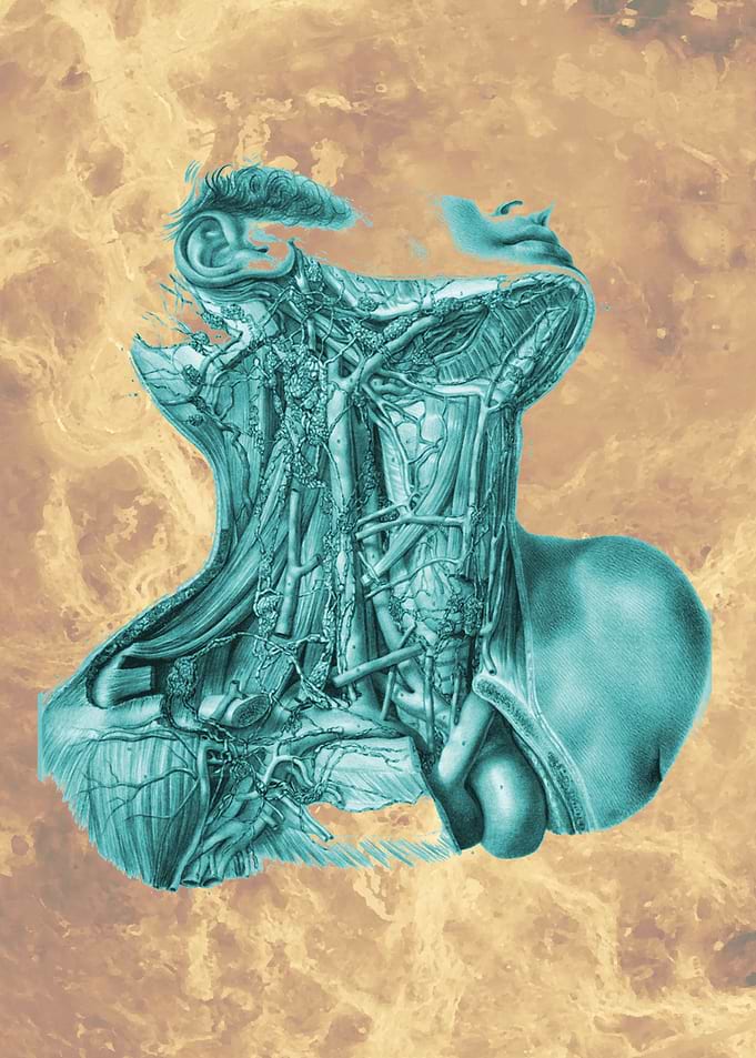 Anatomy Design Nerves 1