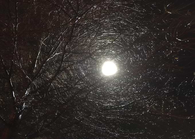 Moonlight Tree