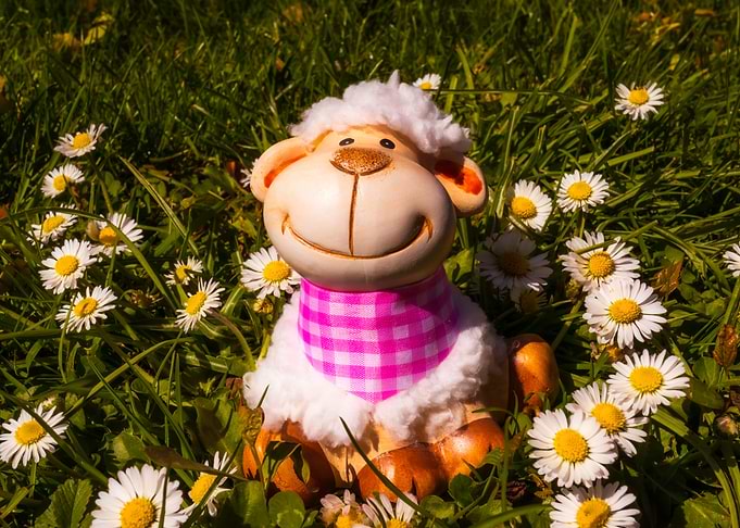 sheep