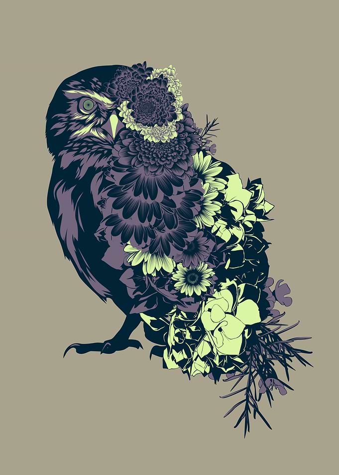 owl
