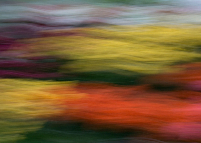 Carnival