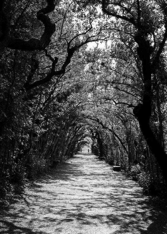 Path in the woods
