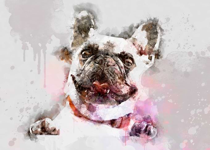 French Bulldog Watercolor