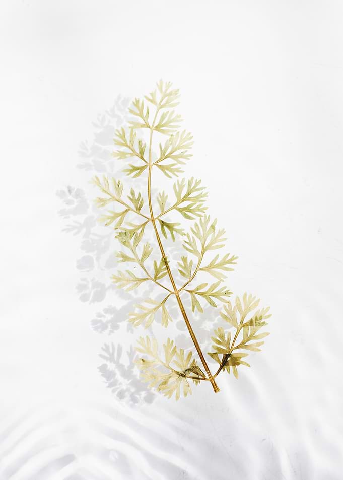 Flower6