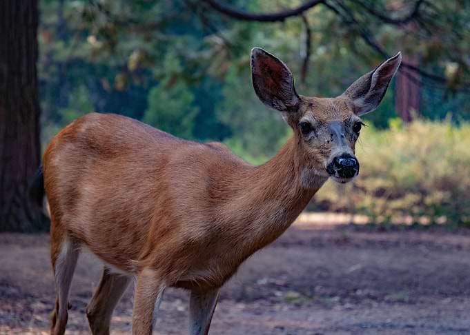 Baby deer