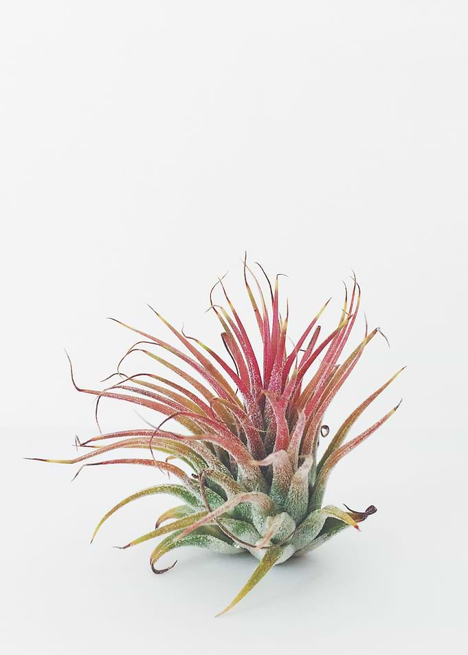 Air Plant