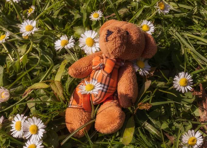 teddy bear