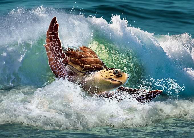 Sea Turtle
