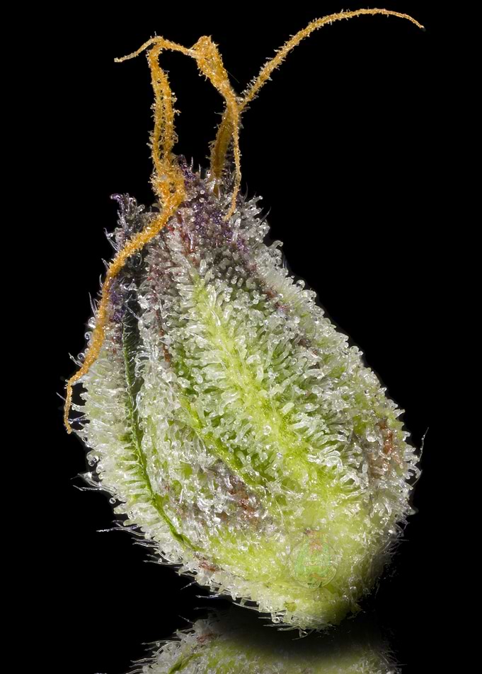 FEMALE FLOWER