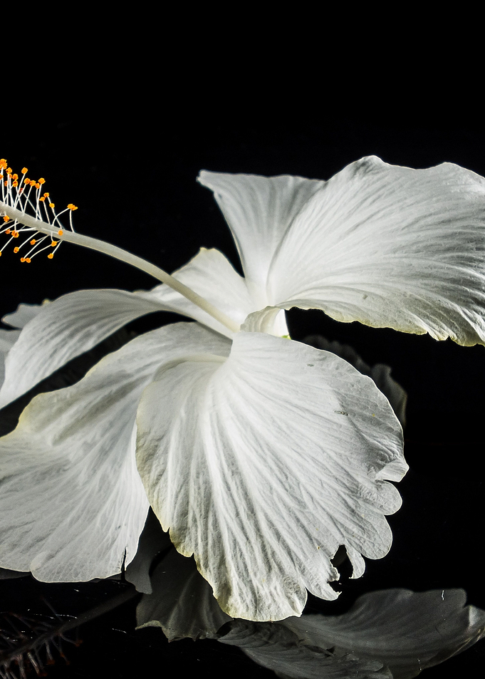 Flower5