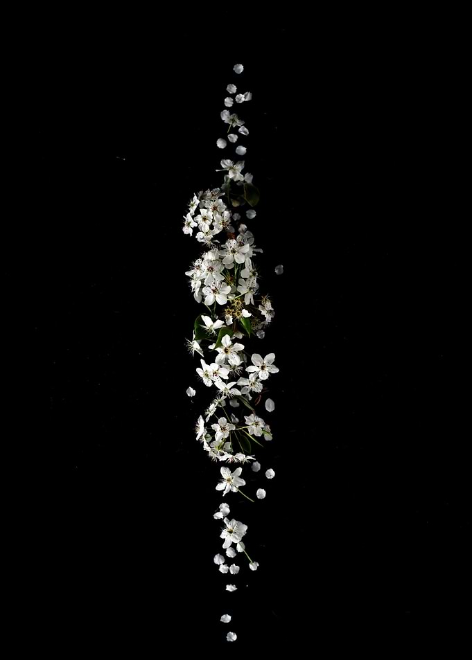 Flower 4