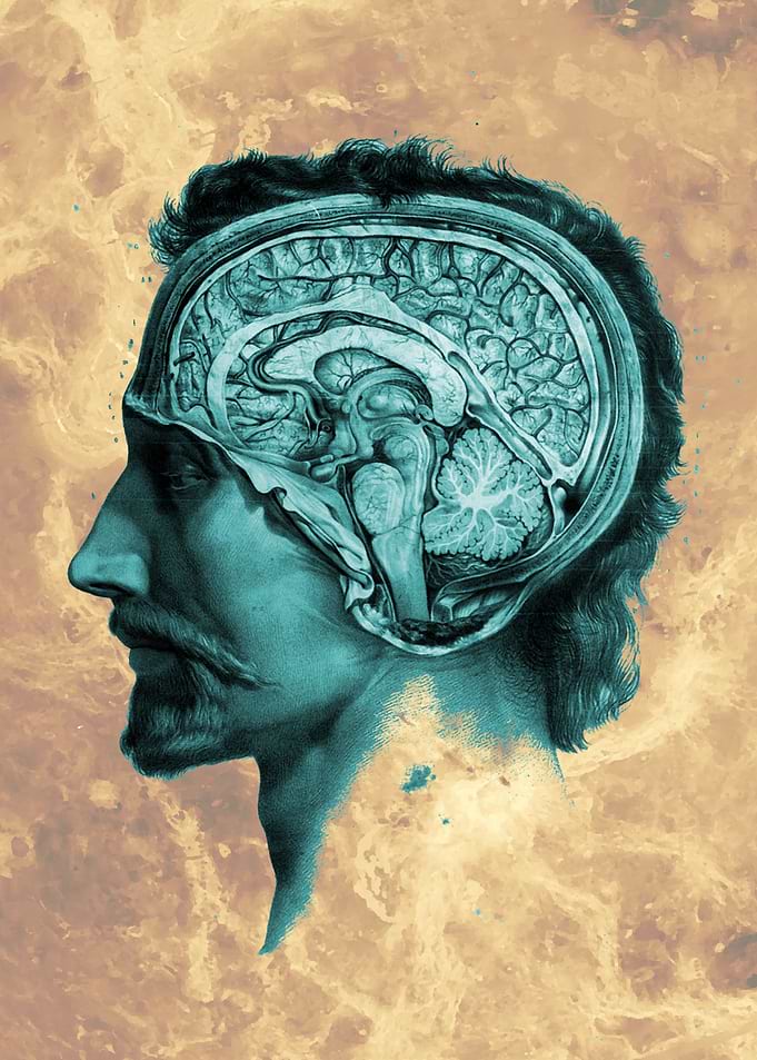 Anatomy Design Male Head