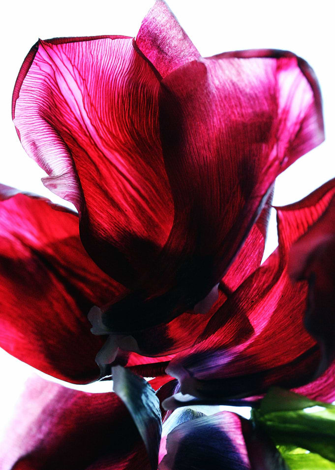 Flower Petals Photography