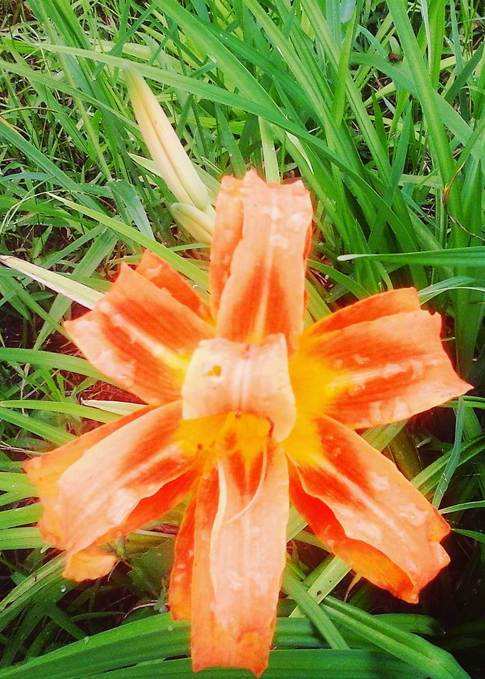 Lirio do campo