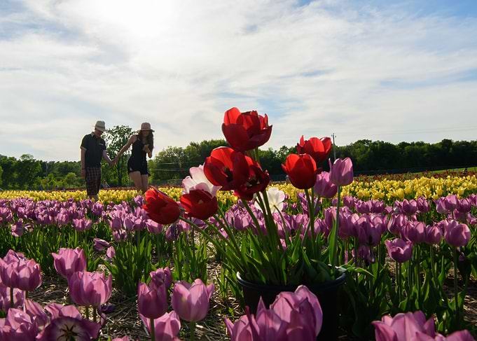 Love in the Tulip Fields