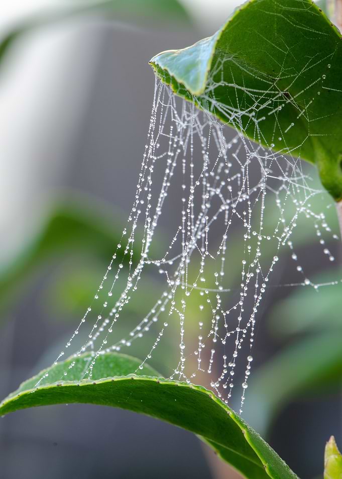 Dew droplets