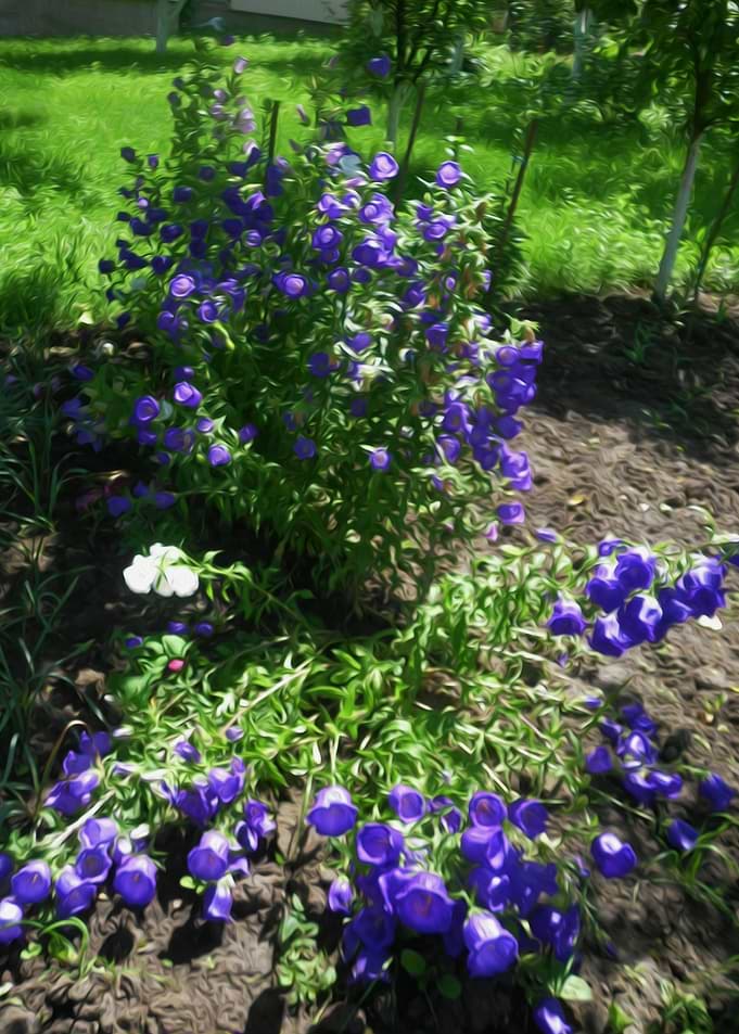 Bells garden