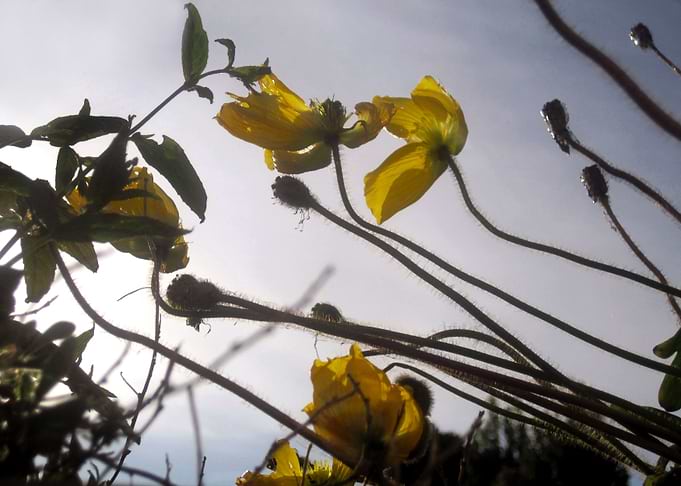 Yellow Sky Flowers 3