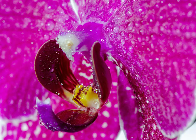 Orchid droplets