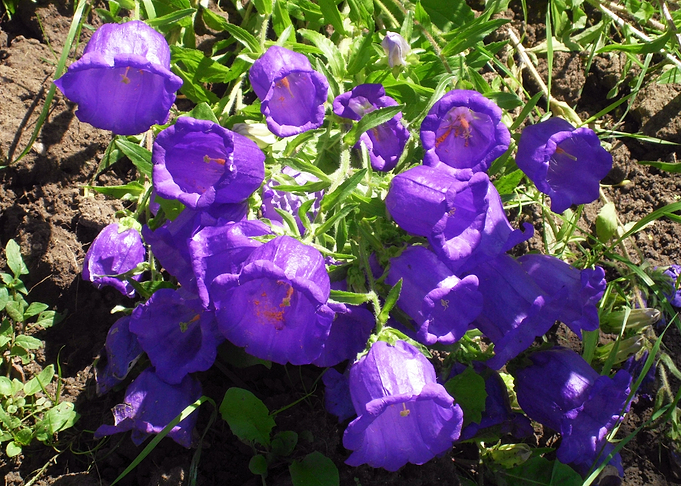 Spring bells