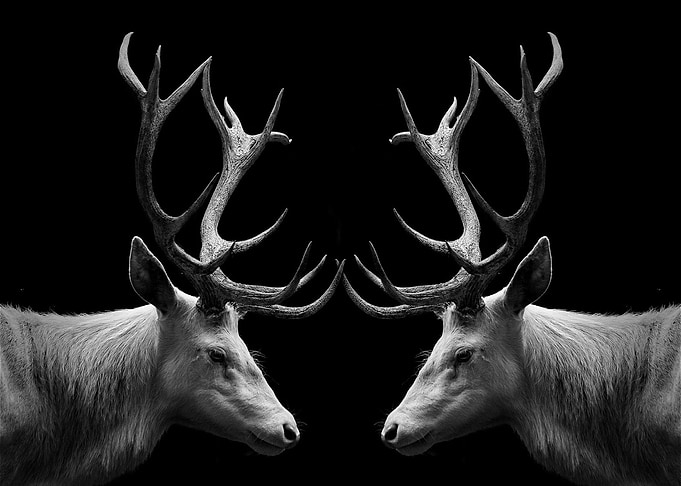 2 Deer head poster