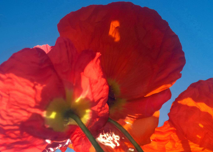 Red Poppy Sky