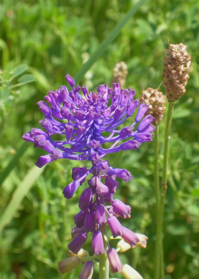 Purple flower