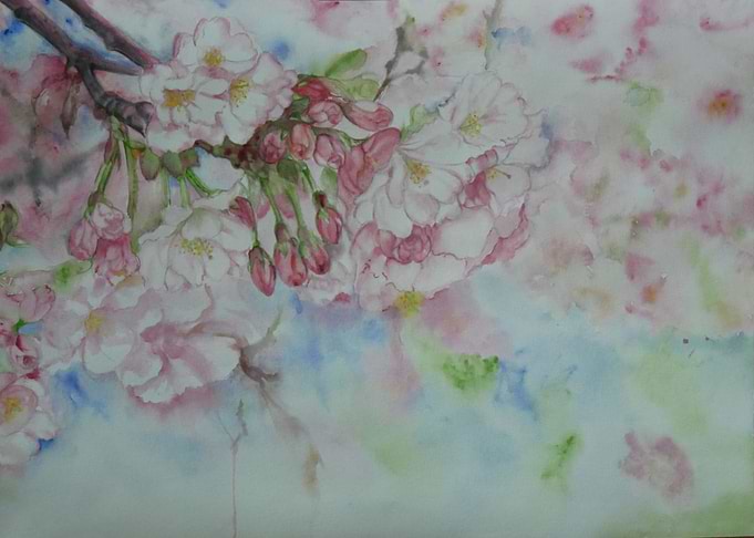 Cherry Blossom