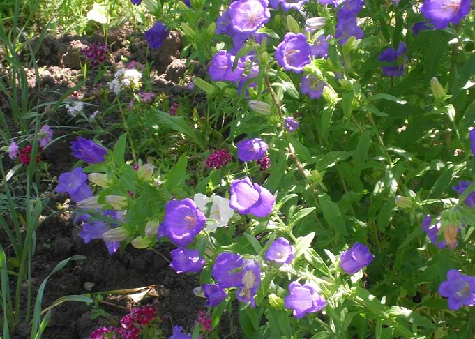 Purple bells