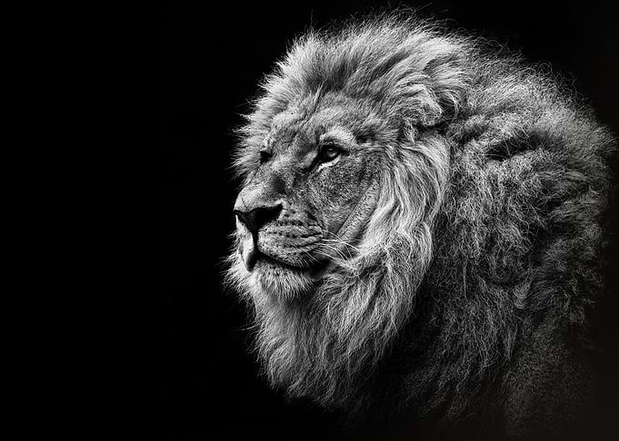 lion head poster