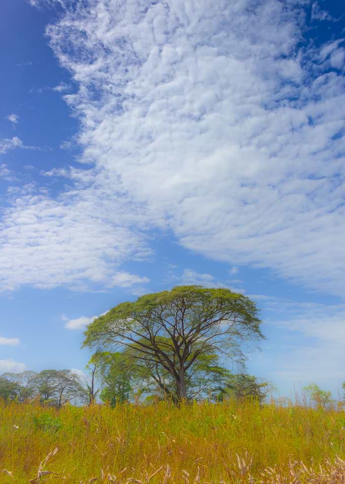 tree landscape