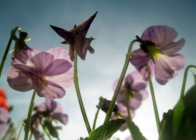 Whispers of Spring