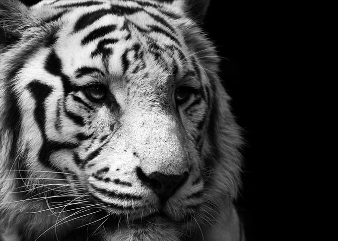 Tiger face poster