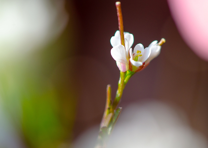 Tiny white flower