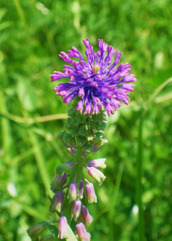 Purple flower in the grass