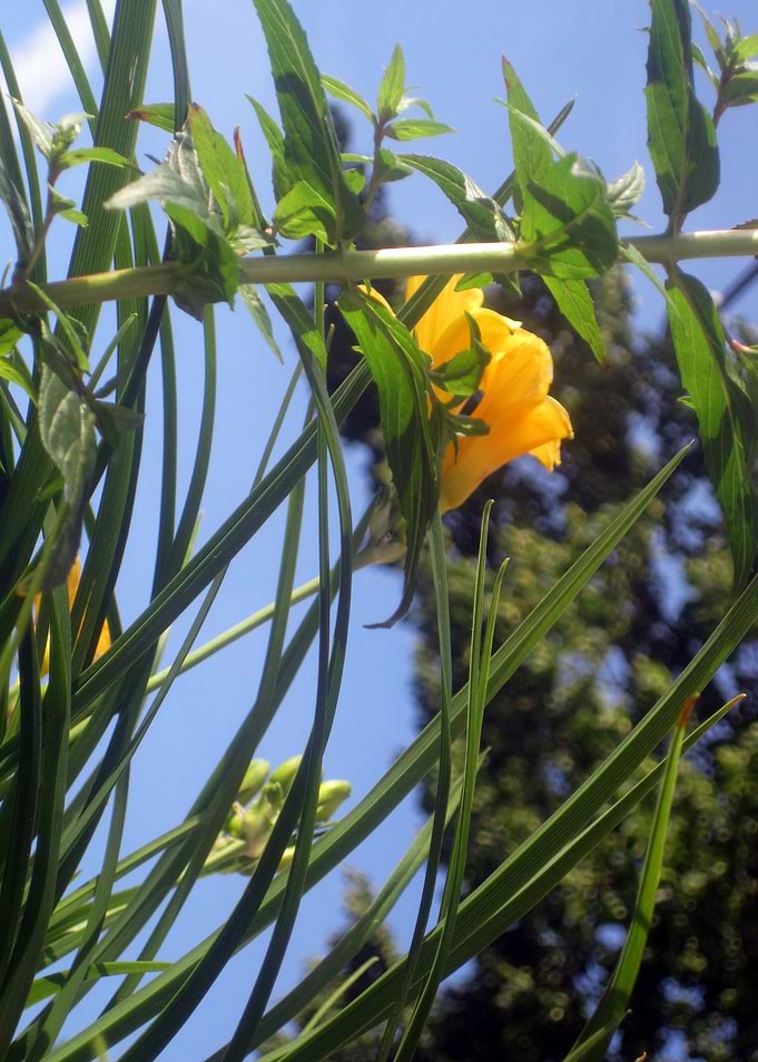 Yellow Spring Flower