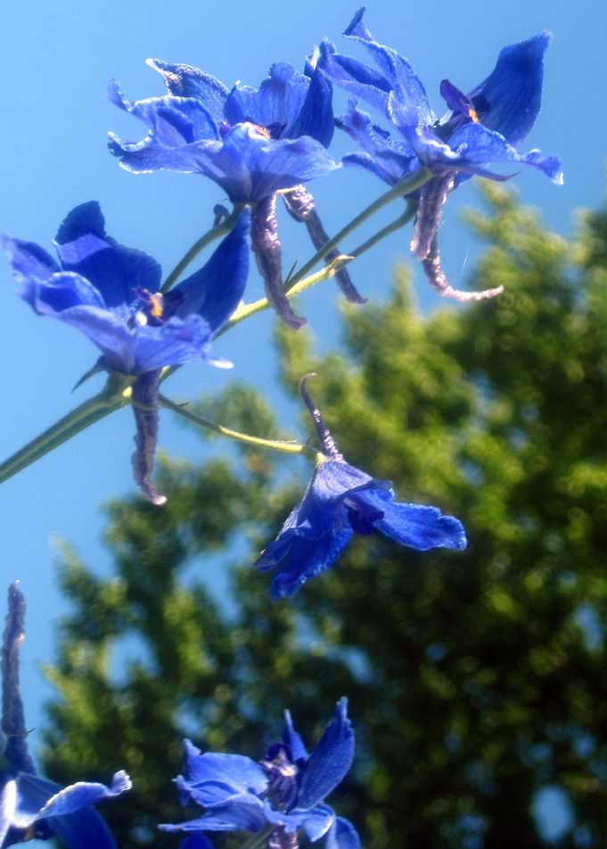 Blue Spring