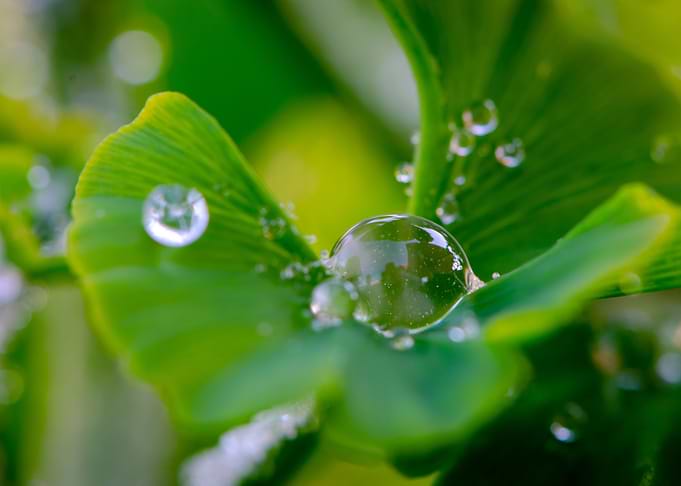 Ginkgo leaf droplet