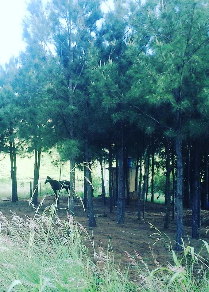 Cavalo entre arvores
