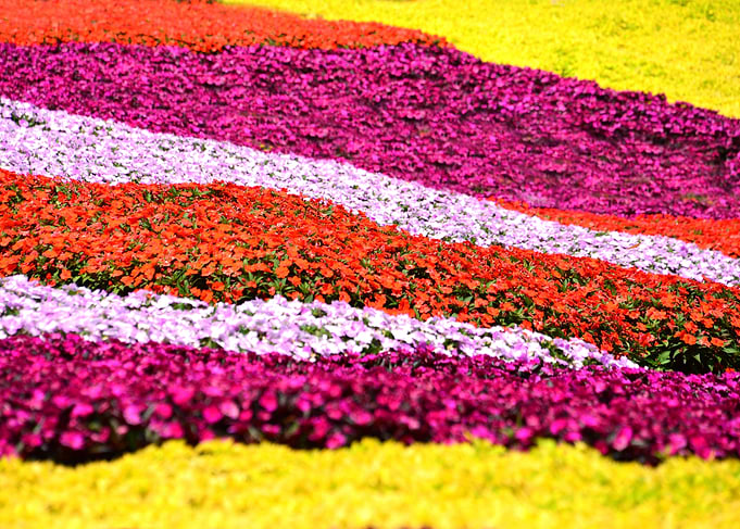 River of flowers