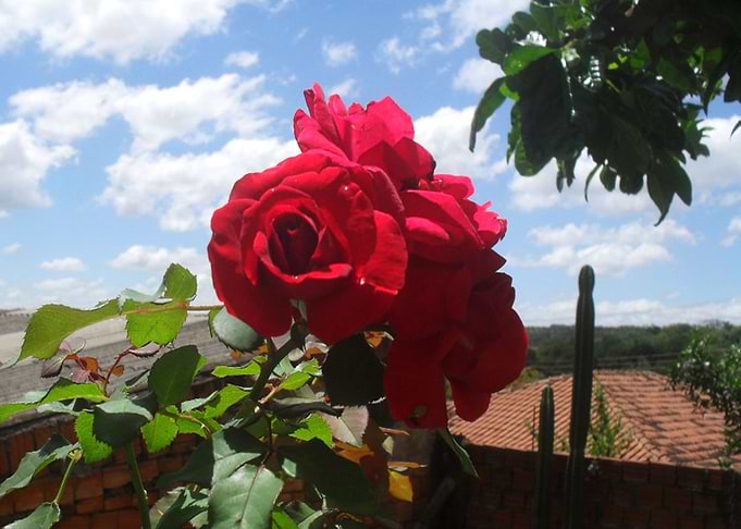 Rosa vermelha