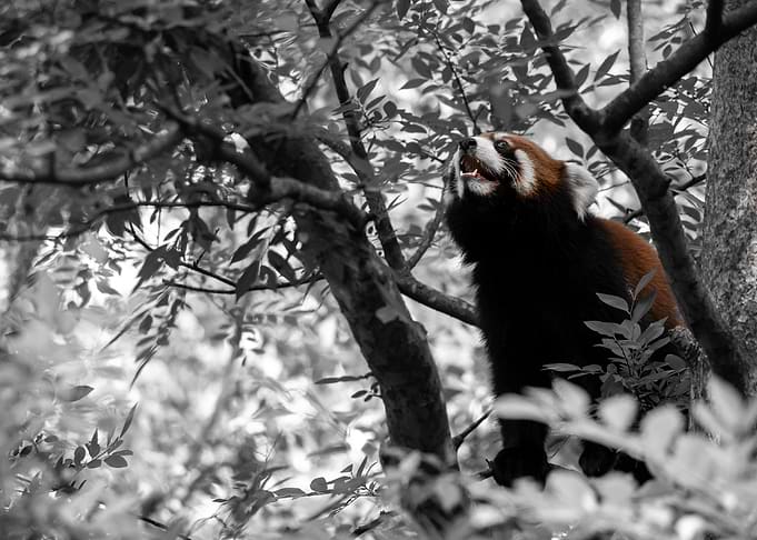 Red Panda Climbing a Tree
