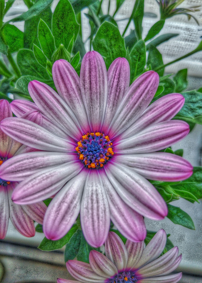 pink flower