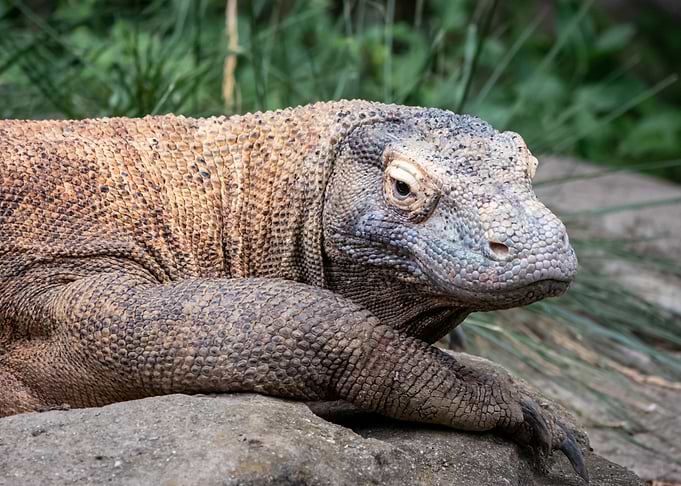 Lazy Komodo Dragon