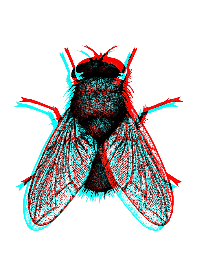 Harbinger Fly