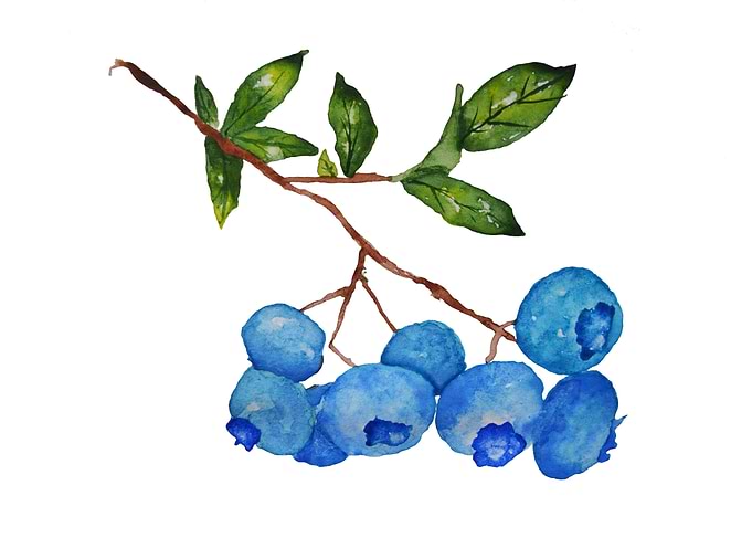 Blueberries with leaves