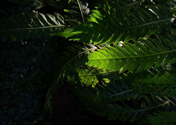 Jungle Leaf